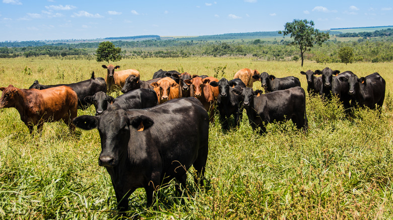 Cattle graze in a field