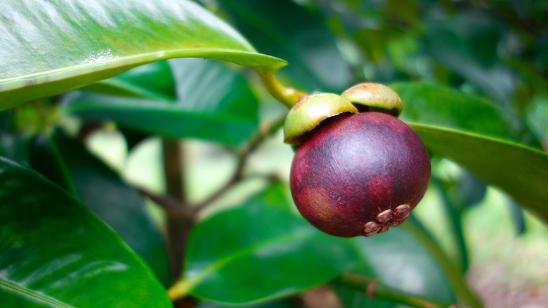 mangosteen in tree