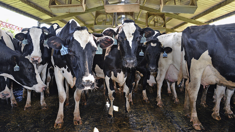 dairy cows waiting to be milked