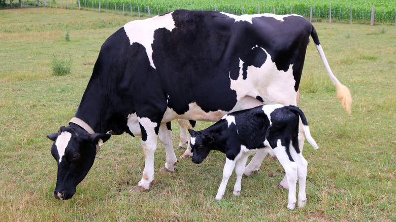 holstein cow and calf