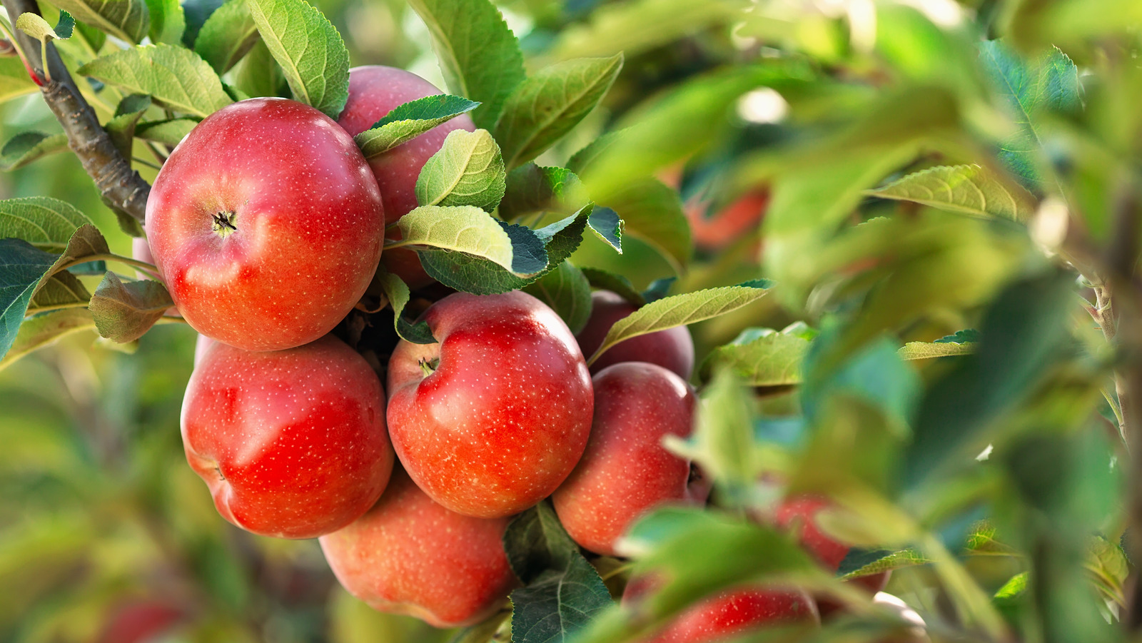 The Real Reason People Used To Avoid Eating Apples