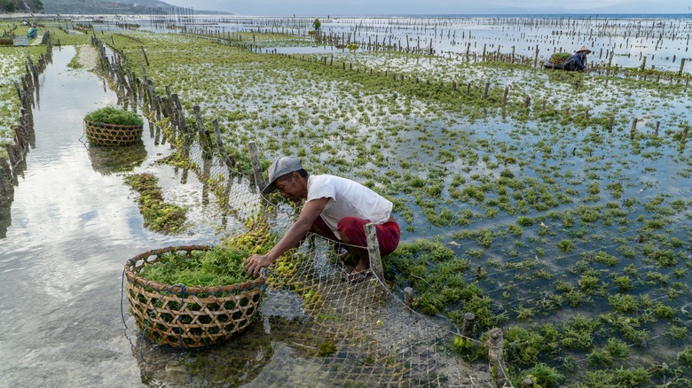 A seaweed farmer at work