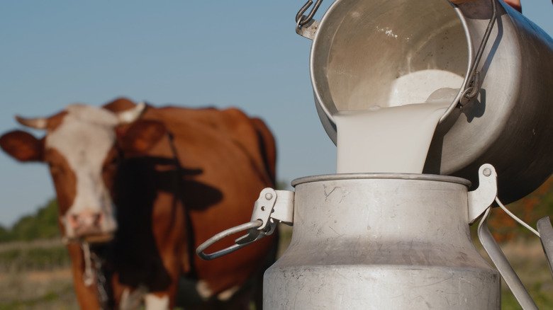pouring milk into vat in front of cow