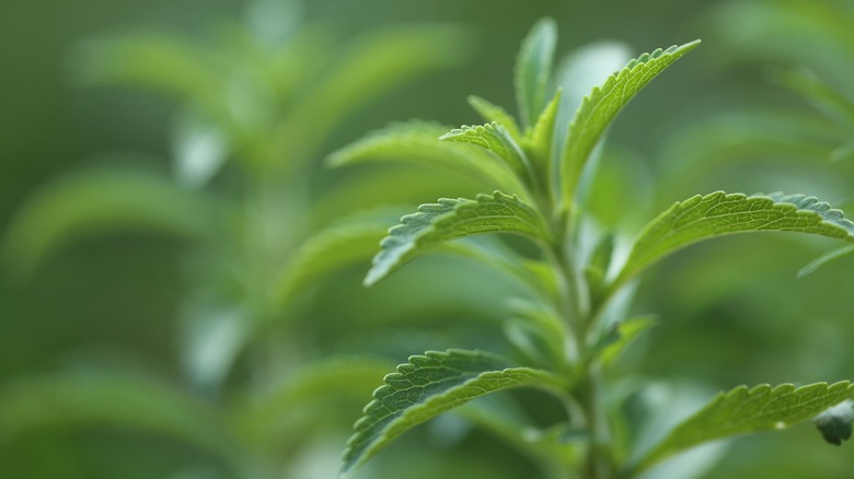 stevia plant stalk