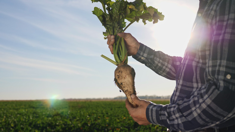 sugar beet