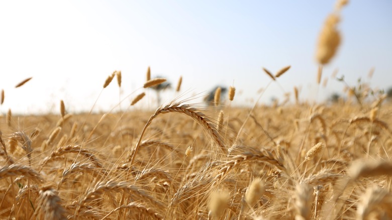 Wheat crop 