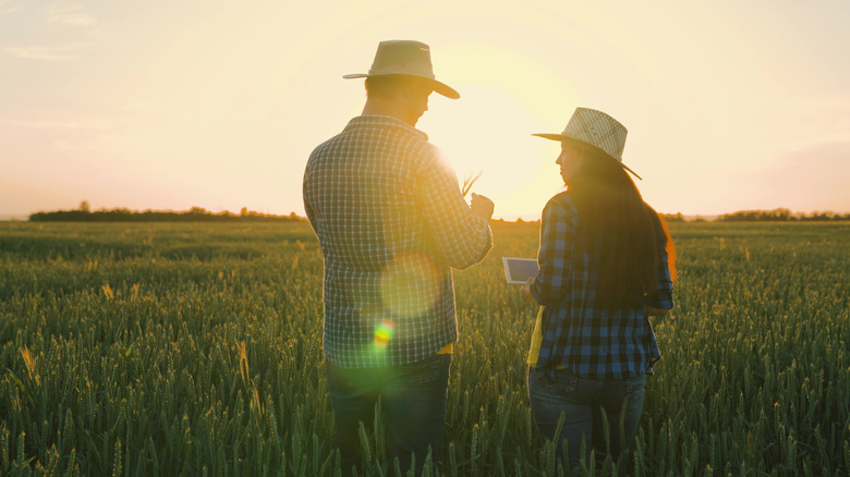 Farmers standing in wheat field