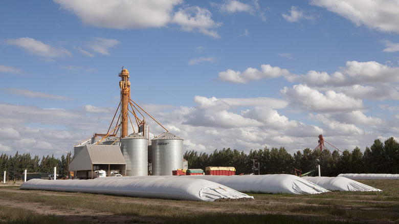 Temporary grain storage bags which could be used in Ukraine on a farm in Argentina