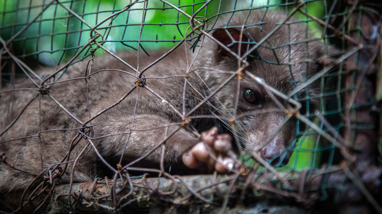 civet in cage on coffee plantation