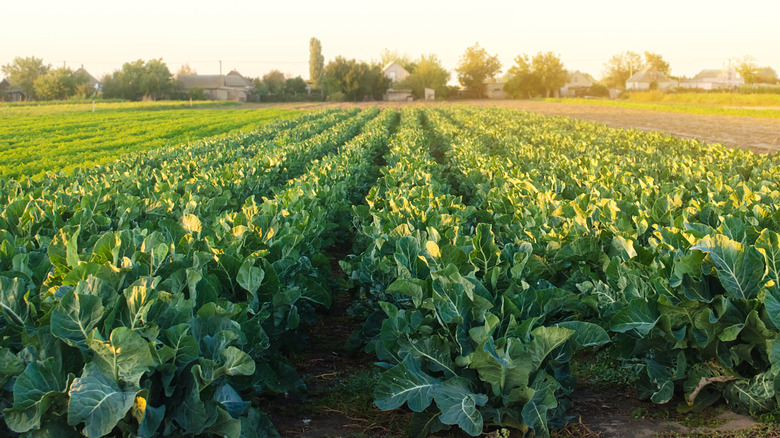 Broccoli growing field 