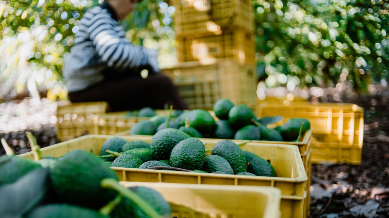 Avocado farmer in Jalisco