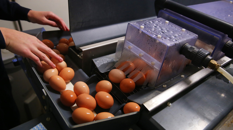 Eggs being washed on an industrial conveyor