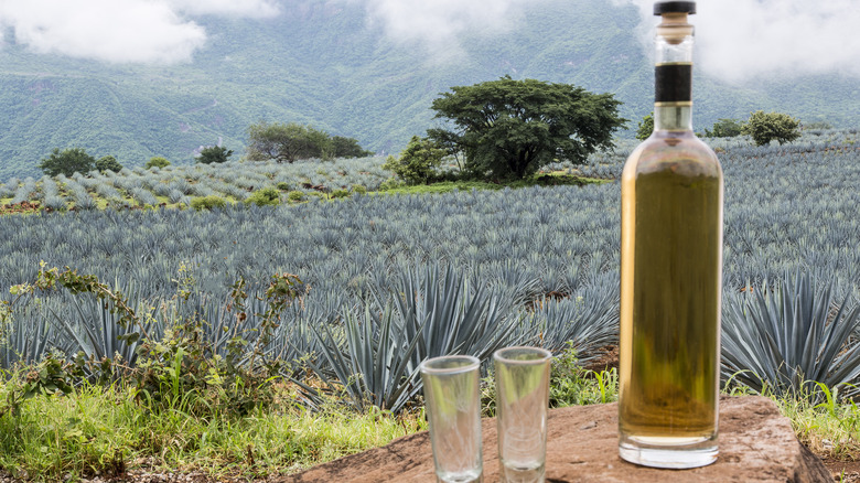 agave tequila near fields