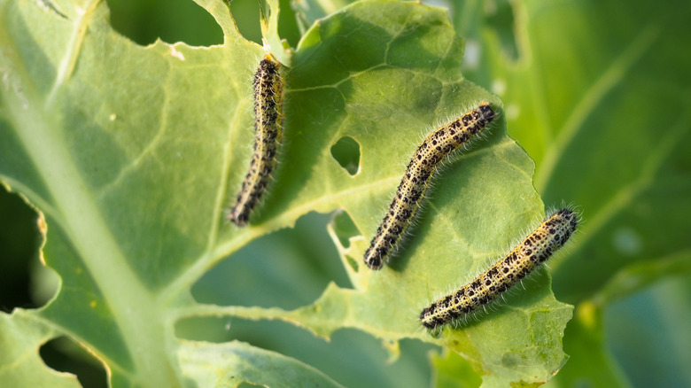 caterpillars eating leaves