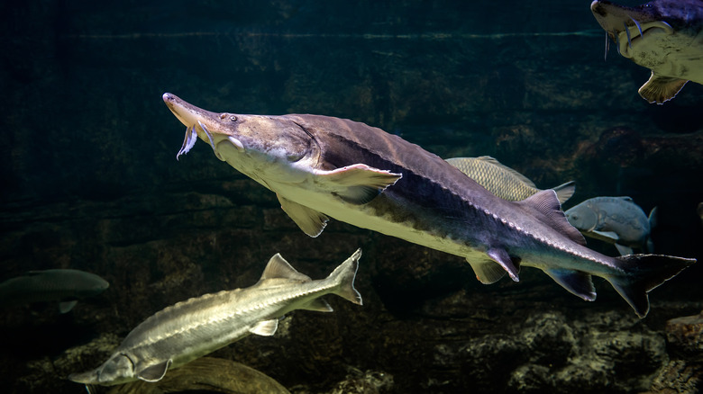 wild sturgeon