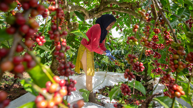 indian worker harvesting coffee