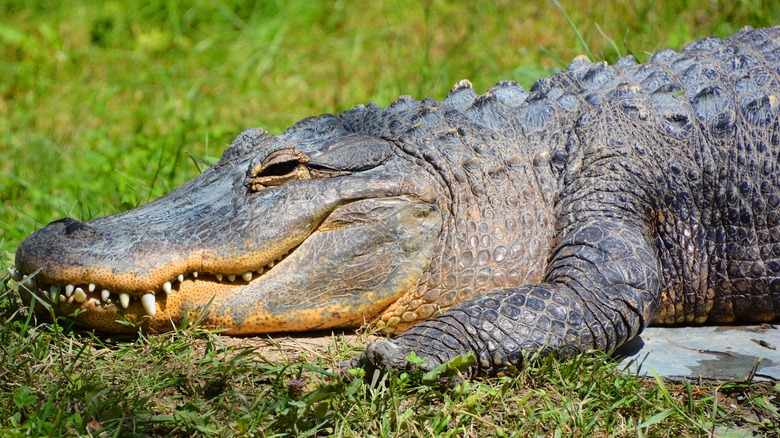 An alligator