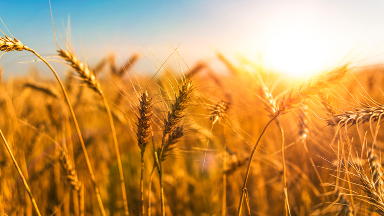 wheatgrass at dawn