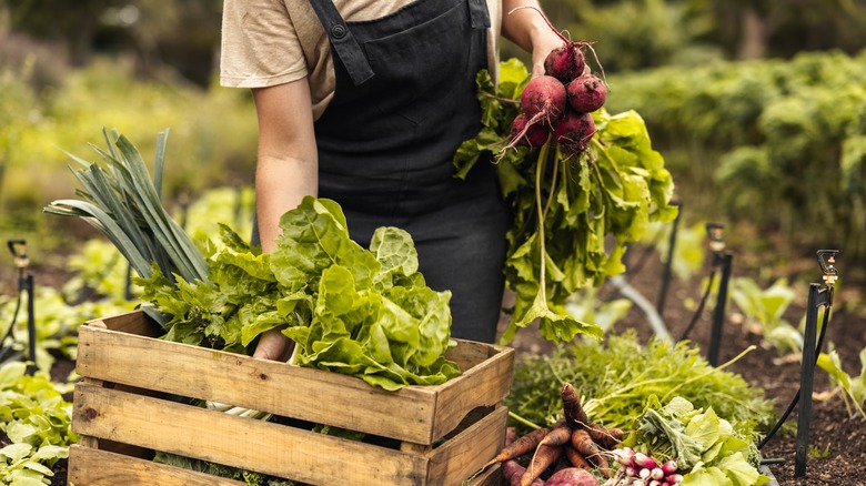 Farmer picking fresh vegetables