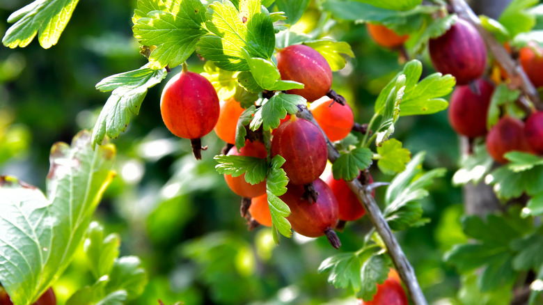 Gooseberries on a branch