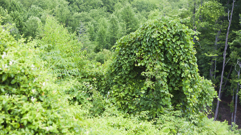 Kudzu