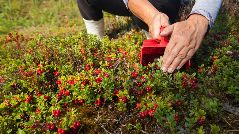 picking wild lingonberries