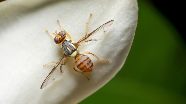 Bactrocera dorsalis (Asian Fruit Fly)