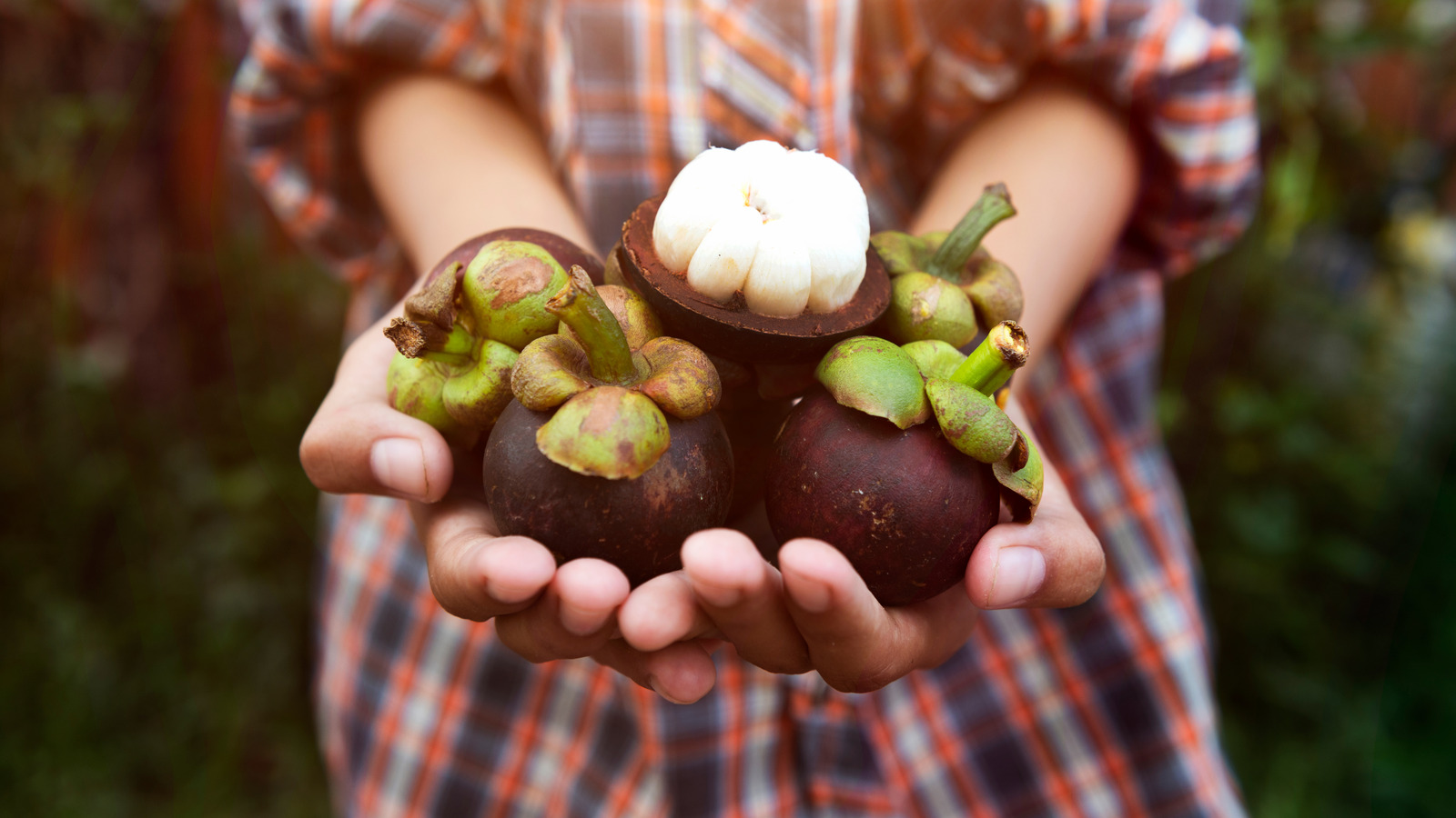 Everything You Need To Know About The Elusive Fruit Fly