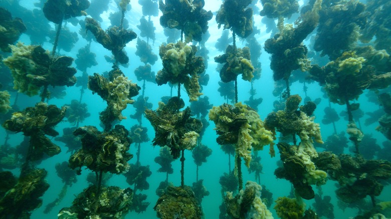 pyster farm underwater