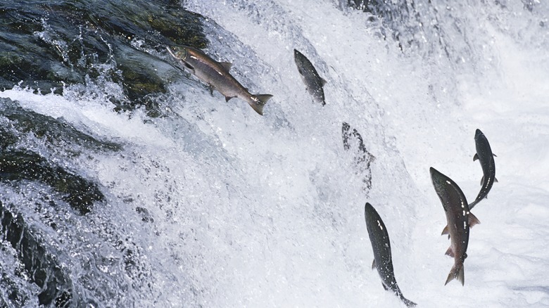 Salmon swimming upstream to spawn