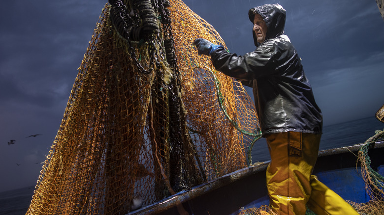 Fisherman checking nets for skate