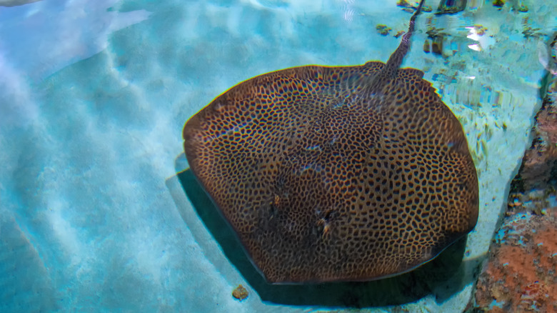 Skate fish swimming underwater