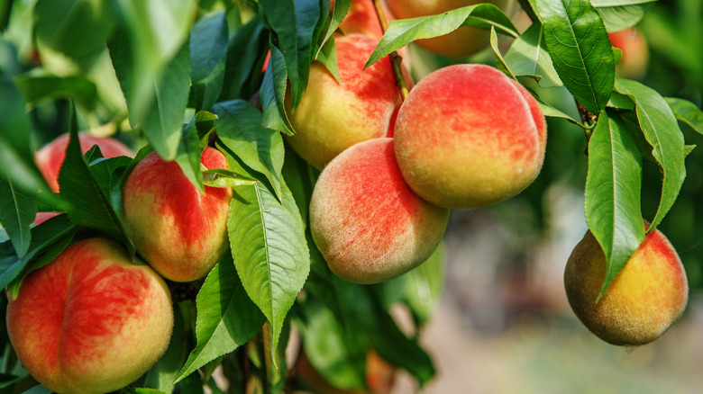 peaches on peach tree