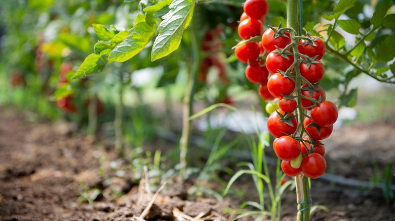 tomatoes on vine