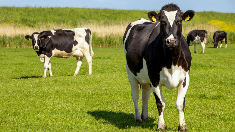 cows in field