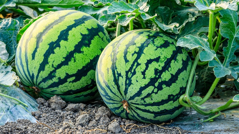 Two unharvested watermelons