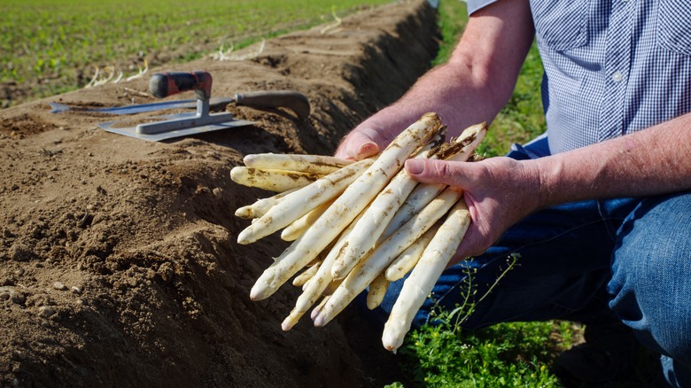 fresh cut white asparagus in the field