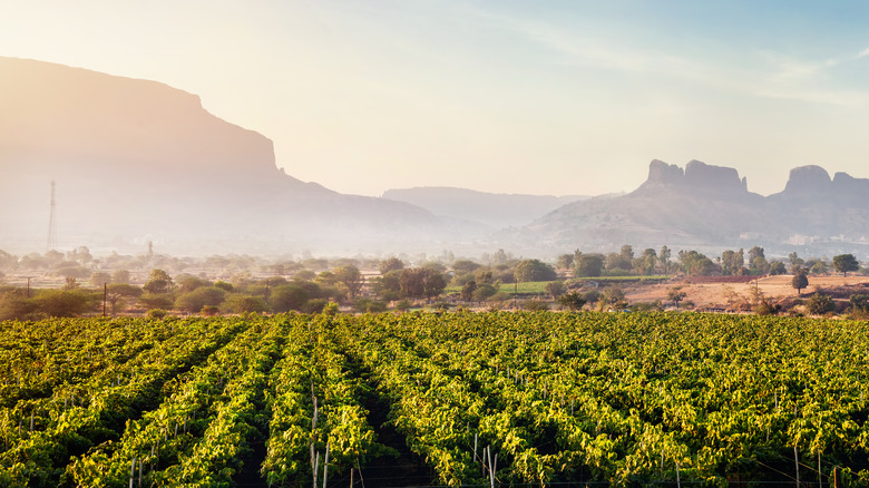 Vineyard in Nashik, India