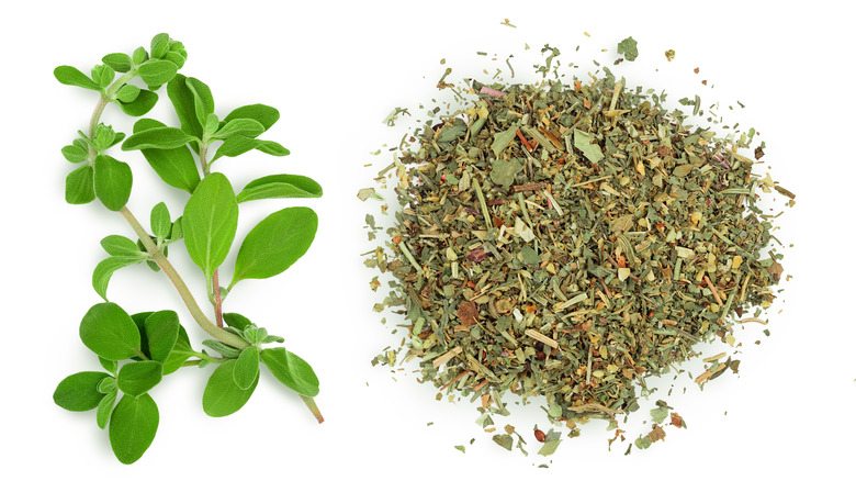 Fresh and dried oregano on a white background