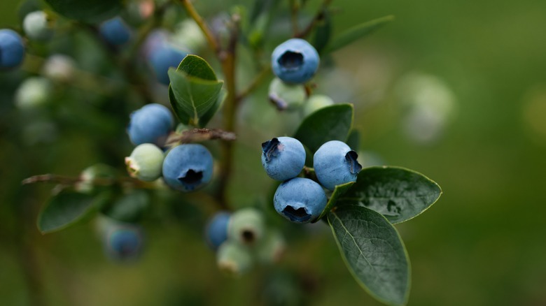 blueberries growing on a shrub