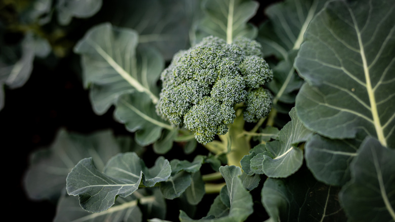 broccoli in a garden