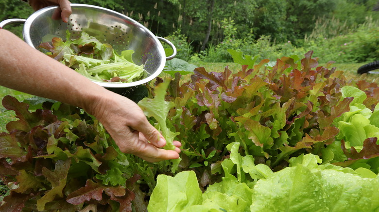 Person picking lettuce leaves