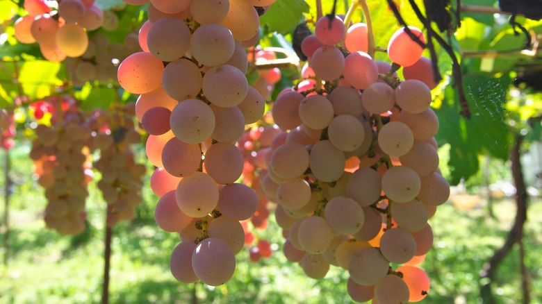 Koshu grapes on vine