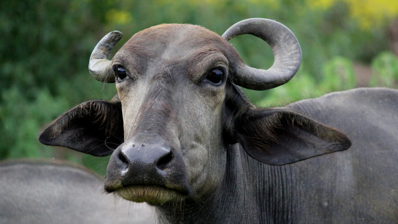 Farmed water buffalo in Italian field