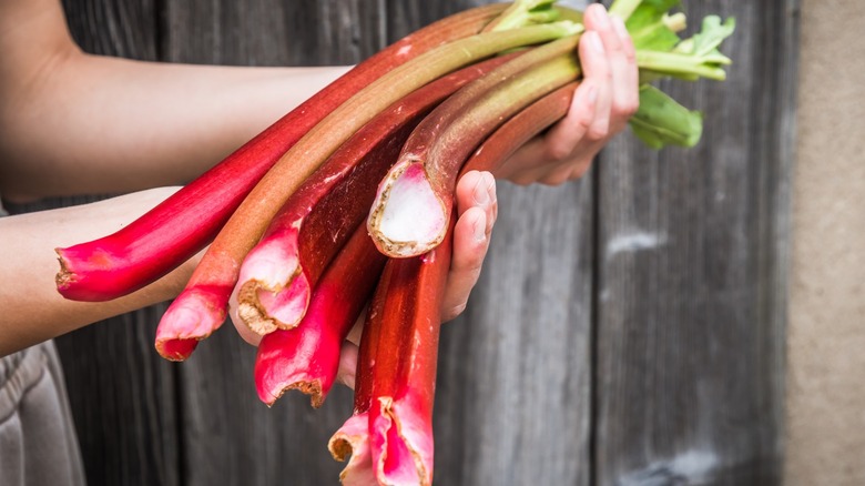 Hands holding a bunch of fresh rhubarb stalks