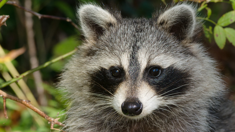 raccoon in the woods