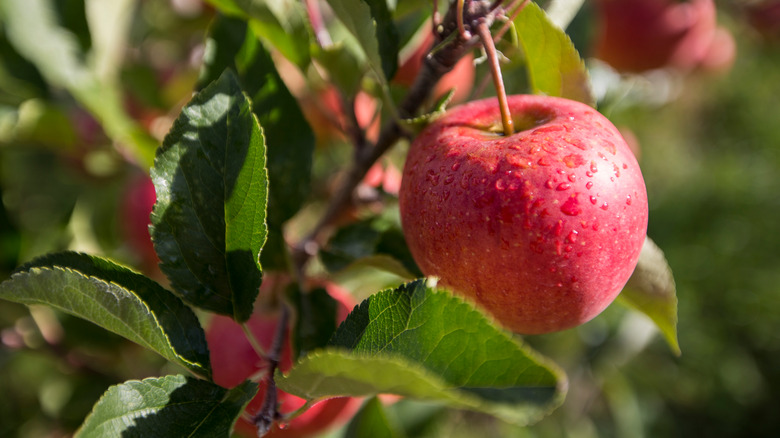 Cider apple in an orchard