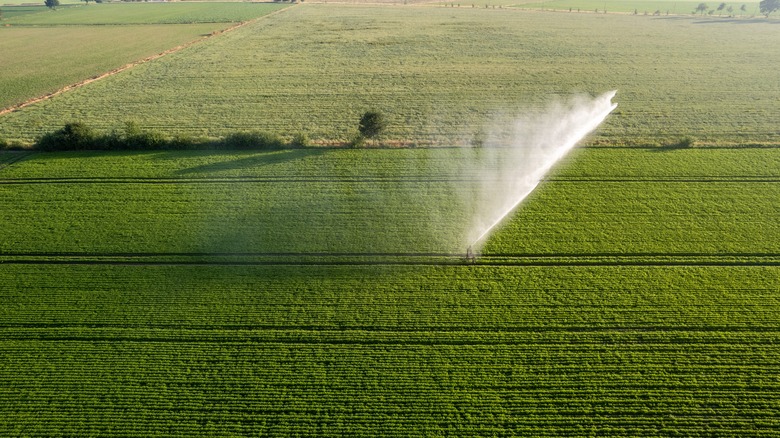 sprinkler watering crops