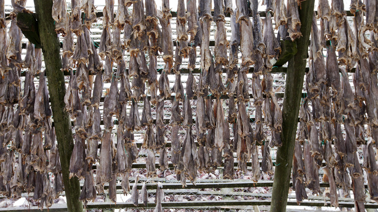 traditional cod salting in norway