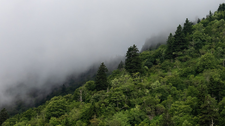 Appalachian Mountain forest